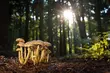Złota jesień zawita do miasta. Na termometrach prawie 20 stopni