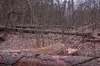 Spłonęło prawie 40 hektarów lasów. Co z przyszłością Puszczy Białowieskiej?