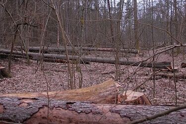 Spłonęło prawie 40 hektarów lasów. Co z przyszłością Puszczy Białowieskiej?