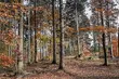 Mroźny poranek, ale słoneczny dzień. Złota jesień w Białymstoku