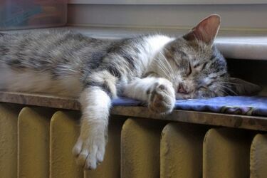 Podlasie jest energetycznie ubogie. Dodatek niewiele pomaga