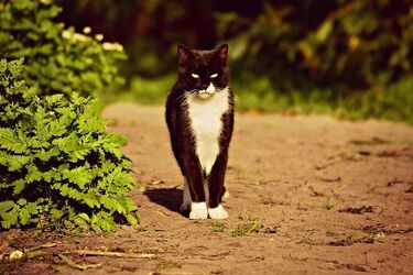 Koty będą miały co jeść. Wiadomo, kto będzie odpowiedzialny za ich nakarmienie