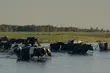 Młodzi berlińczycy na podlaskiej wsi. Co z tego wyniknie? [WIDEO]