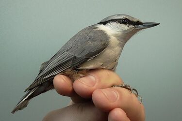 Obrączkują, dokarmiają i obserwują ptaki. Rusza akcja Karmnik