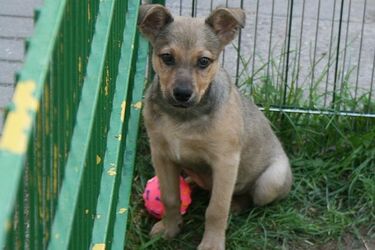 Szczeniaka ze schroniska teraz nie adoptujesz. Dlaczego?