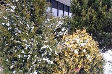 Mroźny czwartek w Białymstoku