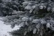 Żywe choinki są całkowicie ekologiczne. Warto więc mieć je w swoim domu na święta