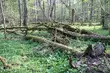 Cała Puszcza Białowieska parkiem narodowym? Tego chce społeczeństwo