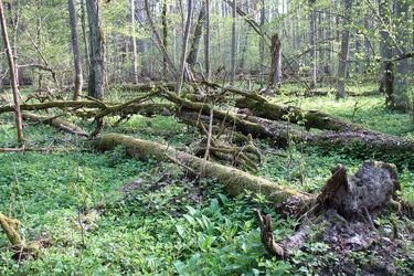 Cała Puszcza Białowieska parkiem narodowym? Tego chce społeczeństwo