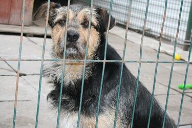 "Pora na Psiego Seniora" - przygarnij starszego przyjaciela