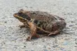 W imię ochrony żab i innych płazów. Miasto przygotowuje doroczną akcję