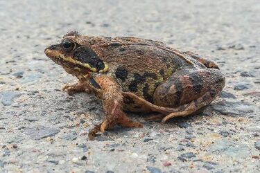 W imię ochrony żab i innych płazów. Miasto przygotowuje doroczną akcję