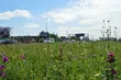 Różnorodna łąka zamiast standardowego trawnika. Nowa inicjatywa miasta