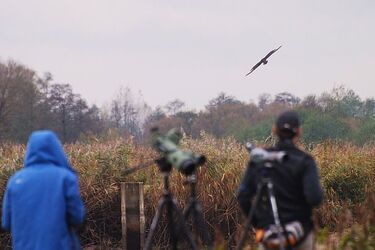 Czy obserwowanie ptaków może im zaszkodzić? 