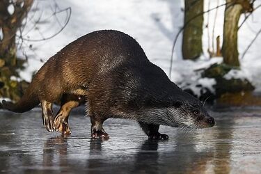 Będzie ślisko w Podlaskiem. Synoptycy ostrzegają