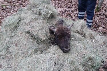 Żubr przygnieciony drzewem. Leśnicy prowadzą akcję w Puszczy Białowieskiej