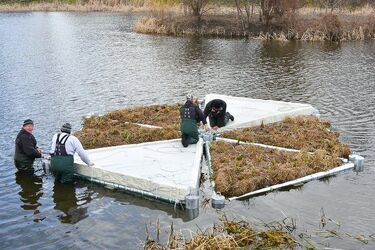 Z myślą o ptakach i czystej wodzie. Na stawach pojawią się nowe pływające elementy