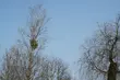 Ostrzeżenie meteorologiczne dla Podlasia. Będzie silnie wiało