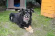 Do schroniska trafia więcej psów. Na szczęście adopcje są coraz popularniejsze