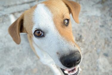 Jak Polacy traktują zwierzęta? Wyniki są lepsze niż przed laty