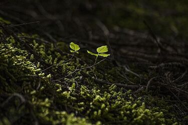 Czwartek z przelotnymi opadami 