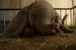 "Dumbo". Film Tima Burtona w kinach [WIDEO]