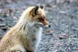 Przynęty ze szczepionką. Pomogą w zwalczaniu wścieklizny u lisów