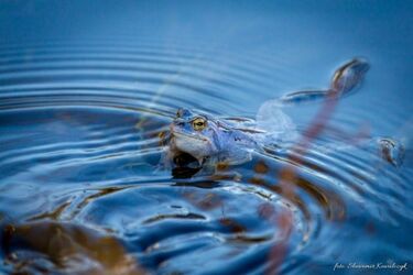 Niebieskie żaby? Płazy zmieniają kolor skóry