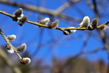 Drugi tydzień kwietnia na półmetku