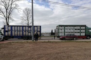 Przewoził za dużo trzody chlewnej. A to wierzchołek góry przewinień