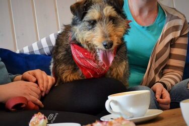 Kolejny PSIOpunkt. Dowiedz się więcej o czworonożnych mieszkańcach schroniska