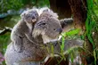 Koala to nie miś, czyli fascynujący świat torbaczy