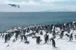 Dlaczego pingwiny nigdy nie spotkają polarnych niedźwiedzi?