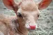 Białostockie zoo ma nowych mieszkańców. Te maleństwa są urocze