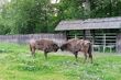 Można je podziwiać w całej krasie. Zagroda pokazowa żubrów już otwarta