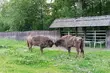 Można je podziwiać w całej krasie. Zagroda pokazowa żubrów już otwarta