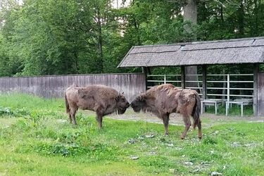 Można je podziwiać w całej krasie. Zagroda pokazowa żubrów już otwarta