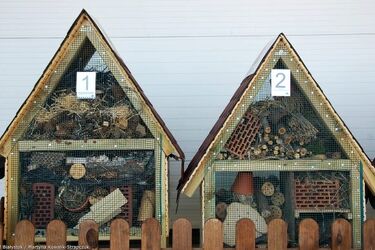 W Białymstoku powstaną domki dla owadów