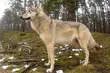 Dzień Wilka w Biebrzańskim Parku Narodowym