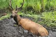 Wpadł w grząską pułapkę. Z pomocą ruszyli leśnicy