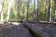 Zagrożenie pożarowe w Puszczy Białowieskiej wzrasta