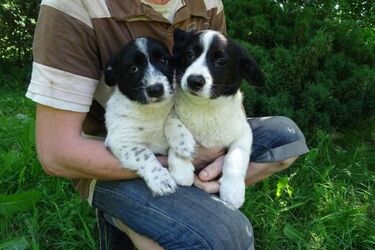 Fundacja Bonifacy - pomaga porzuconym i chorym zwierzakom [WYWIAD]