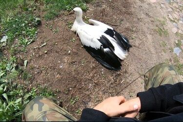 Funkcjonariusze uratowali młodego bociana [WIDEO]