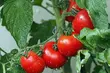 13 sierpnia z opadami deszczu. Spadnie też temperatura 
