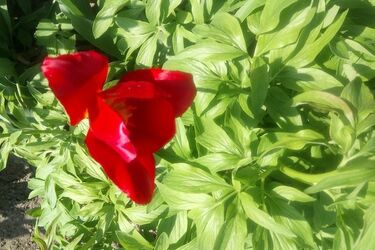 Pogoda na poniedziałek. Słoneczny początek tygodnia