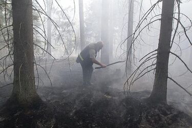 Suchy świerk przewrócił się na linię energetyczną. Doszło do pożaru