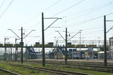 "Borowik" dowiezie na Święto Grzyba. Zainteresowanie z pewnością będzie spore