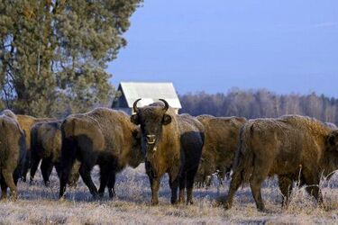 Fabryka pelletu w otulinie Puszczy Białowieskiej? Można podpisać petycję przeciw