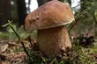 Papa D wystąpi na Podlaskim Festiwalu Borowika [WIDEO]
