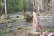 Pierwszy taki festiwal. Cały tydzień z Puszczą Białowieską